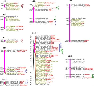 A Bivariate Mapping Model Identifies Major Covariation QTLs for Biomass Allocation Between Leaf and Stem Growth of Catalpa bungei